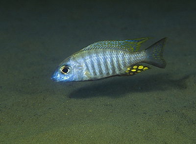 Aulonocara brevinidus 'Wikihi'